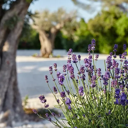 Agapanto Masseria B&B *