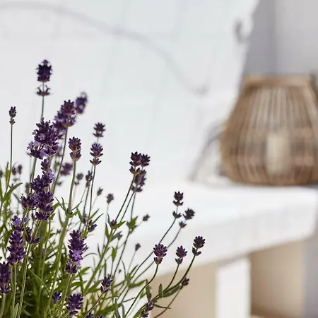 Agapanto Masseria 住宿加早餐酒店 *